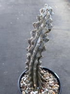 Stenocereus Beneckei Rare Live Cactus – Twisting Collector Specimen Plant