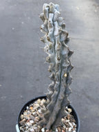 Stenocereus Beneckei Rare Live Cactus – Twisting Collector Specimen Plant