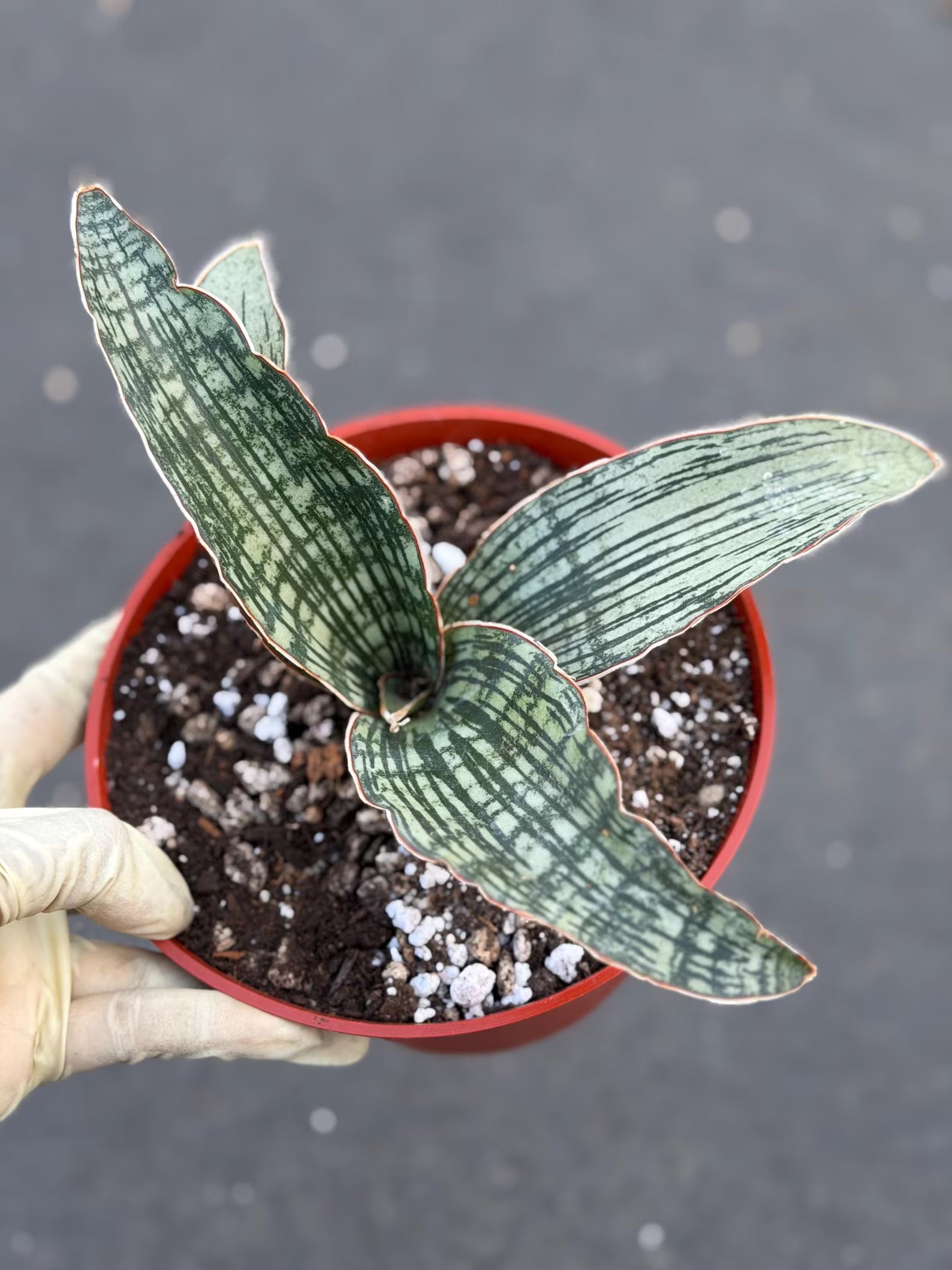 Sansevieria Cleopatra # | Rare Snake Plant | Easy Care Houseplant | Live Plant