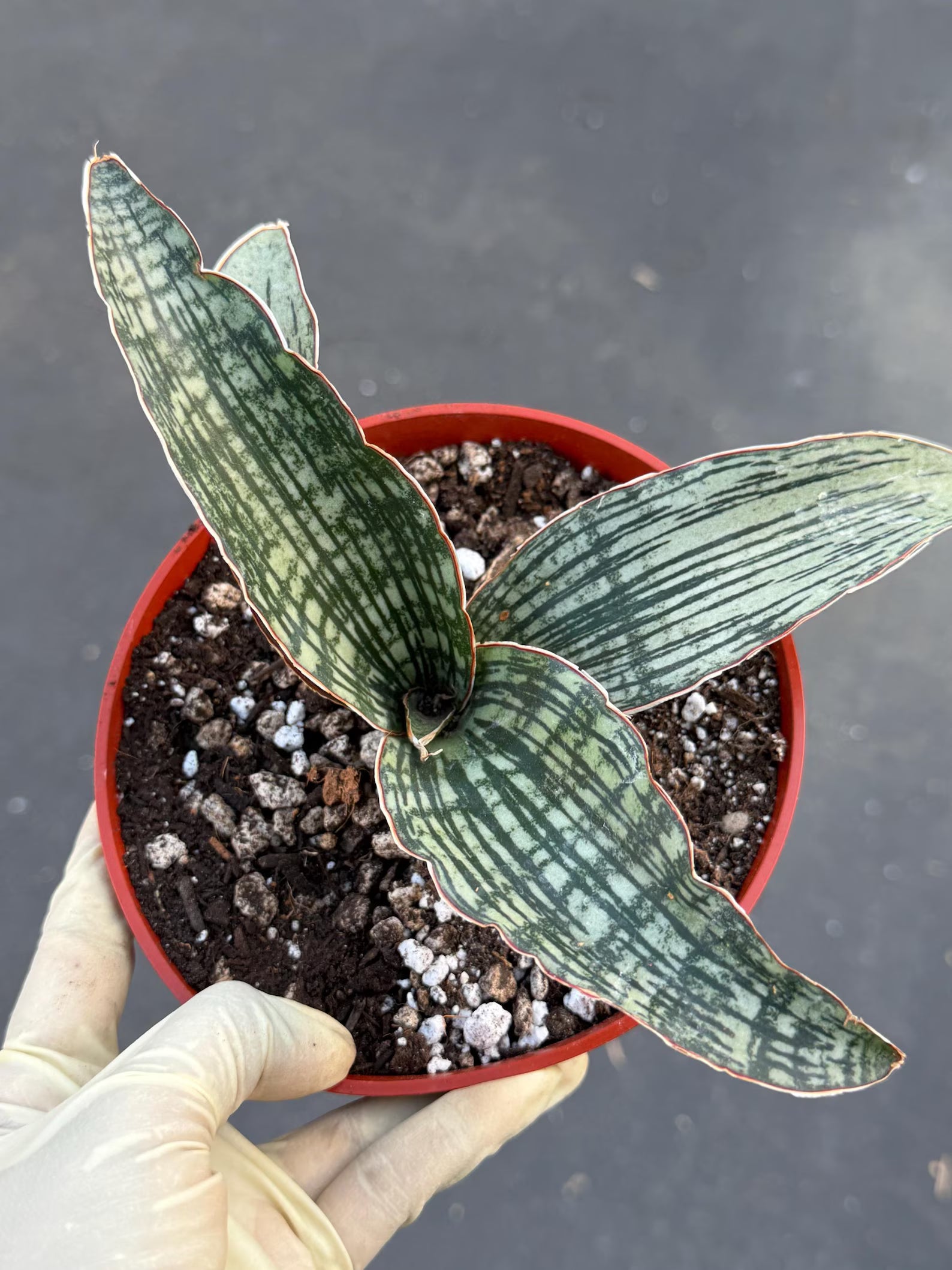 Sansevieria Cleopatra # | Rare Snake Plant | Easy Care Houseplant | Live Plant