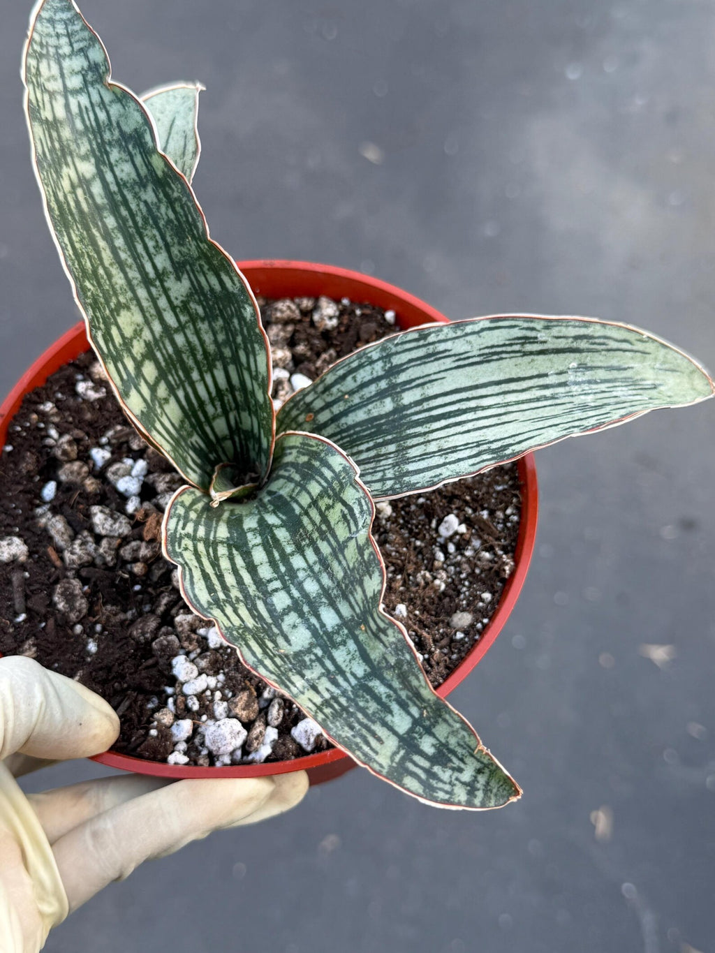 Sansevieria Cleopatra # | Rare Snake Plant | Easy Care Houseplant | Live Plant