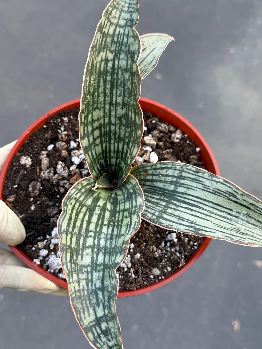 Sansevieria Cleopatra # | Rare Snake Plant | Easy Care Houseplant | Live Plant