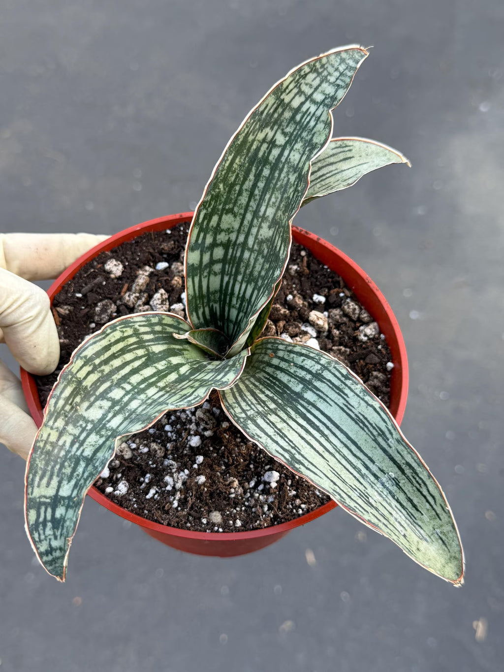 Sansevieria Cleopatra # | Rare Snake Plant | Easy Care Houseplant | Live Plant