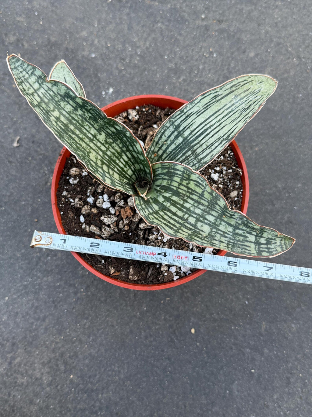 Sansevieria Cleopatra # | Rare Snake Plant | Easy Care Houseplant | Live Plant