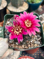 3.5" Gymnocalycium Schreiteri |Seed grown dark Gymnocalicium  | Live Plant
