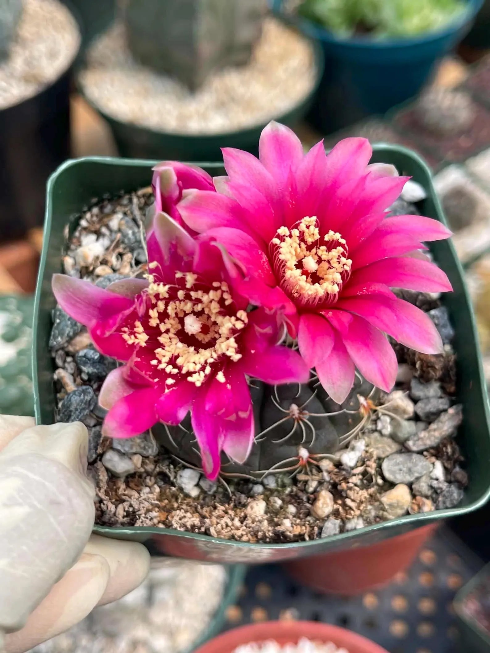 3.5" Gymnocalycium Schreiteri |Seed grown dark Gymnocalicium  | Live Plant