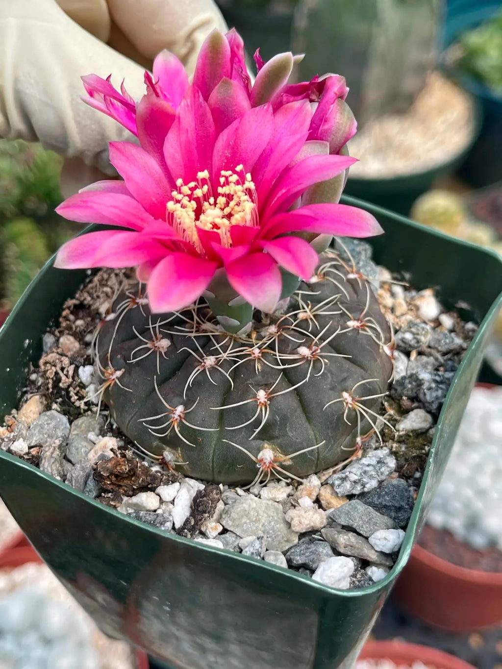 3.5" Gymnocalycium Schreiteri |Seed grown dark Gymnocalicium  | Live Plant