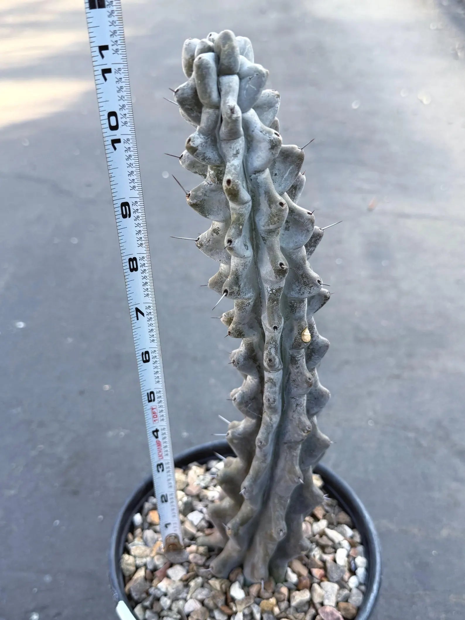Stenocereus Beneckei Rare Live Cactus – Twisting Collector Specimen Plant