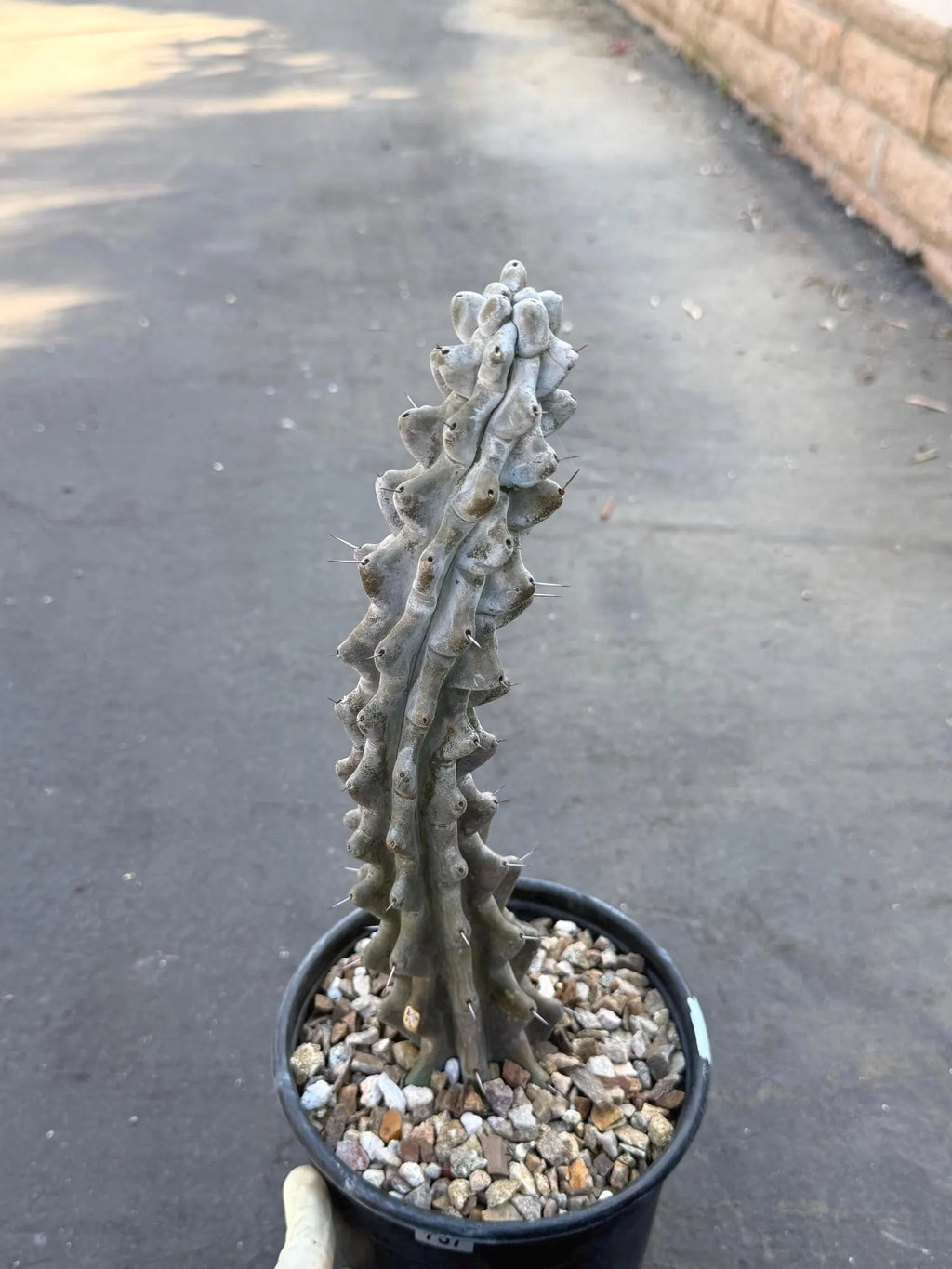 Stenocereus Beneckei Rare Live Cactus – Twisting Collector Specimen Plant