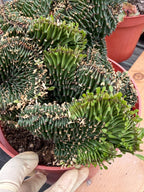 Crested Euphorbia Ammak | Rare Live Succulent Plant #747