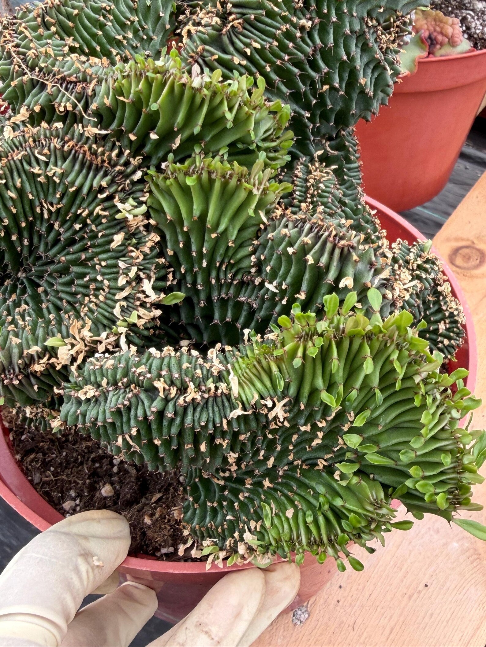 Crested Euphorbia Ammak | Rare Live Succulent Plant #747