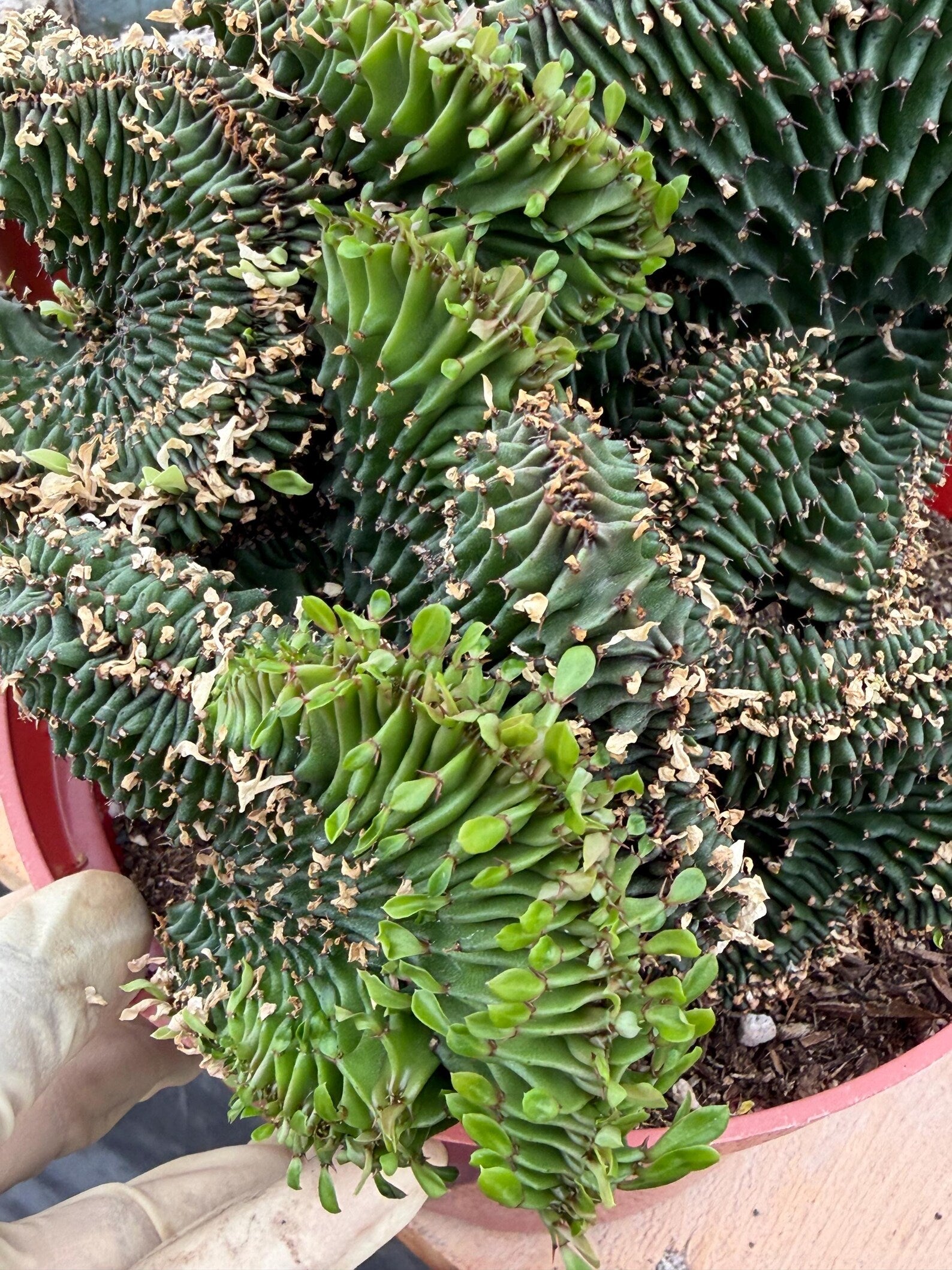 Crested Euphorbia Ammak | Rare Live Succulent Plant #747