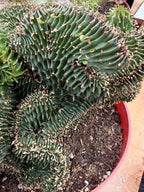 Crested Euphorbia Ammak | Rare Live Succulent Plant #747