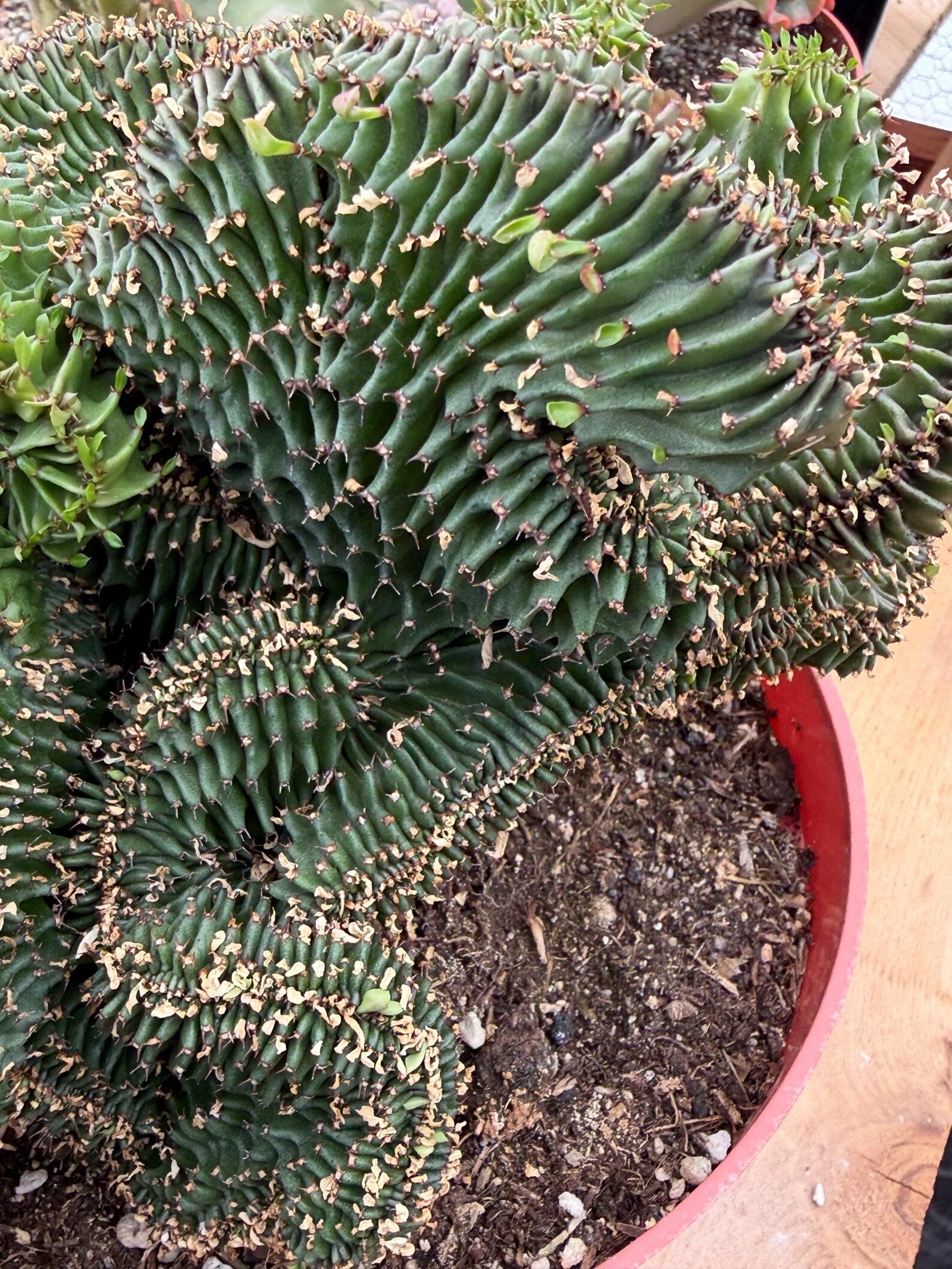 Crested Euphorbia Ammak | Rare Live Succulent Plant #747