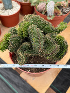 Crested Euphorbia Ammak | Rare Live Succulent Plant #747