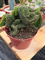 Crested Euphorbia Ammak | Rare Live Succulent Plant #747
