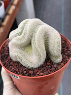 Mammillaria Perbella Crested Seed Grown Cactus #770