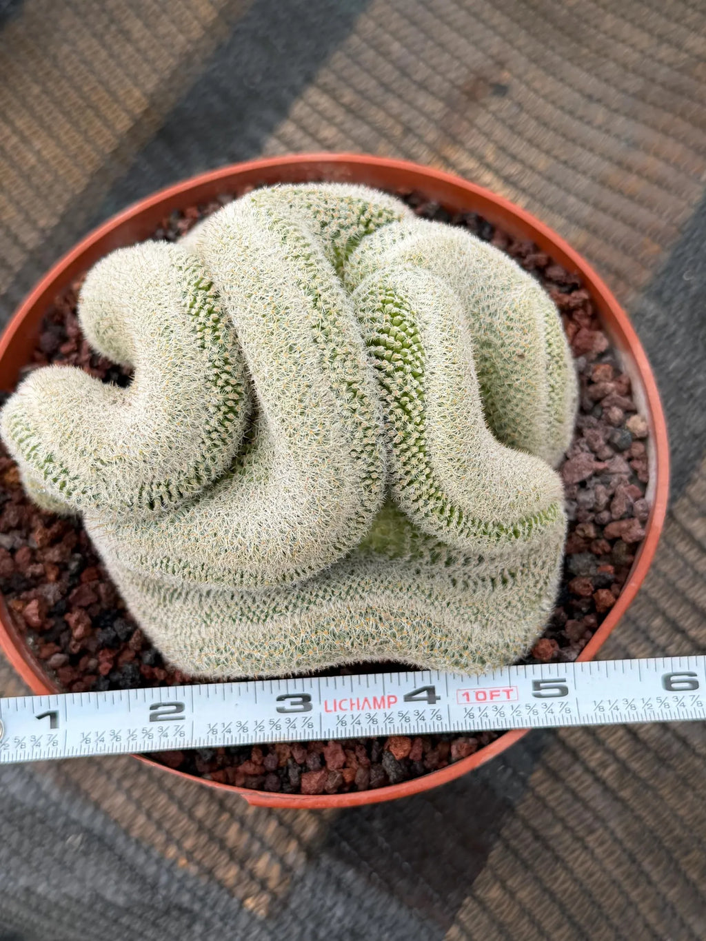 Mammillaria Perbella Crested Seed Grown Cactus #770