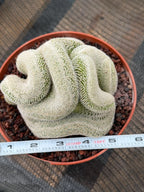 Mammillaria Perbella Crested Seed Grown Cactus #770