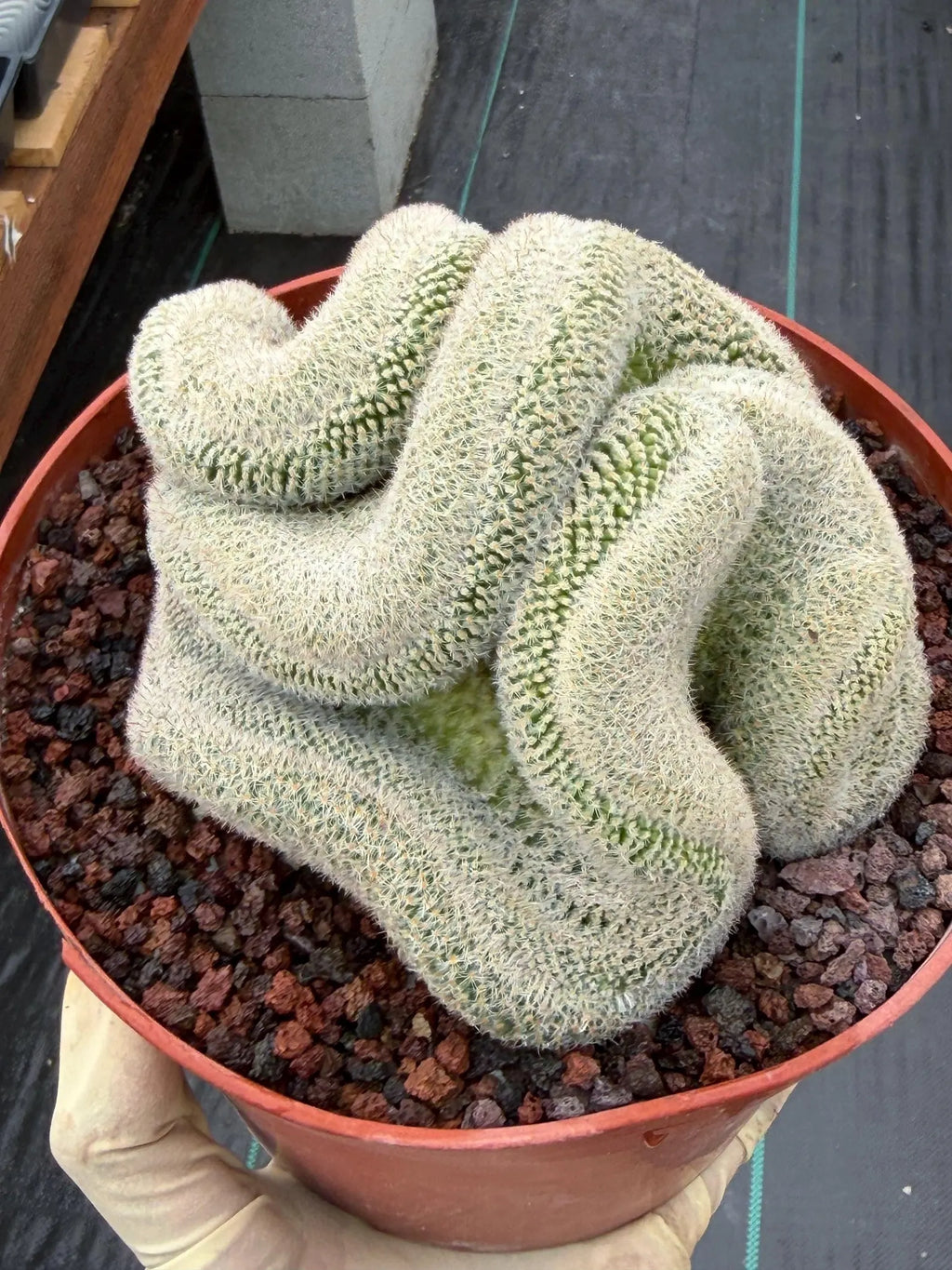 Mammillaria Perbella Crested Seed Grown Cactus #770