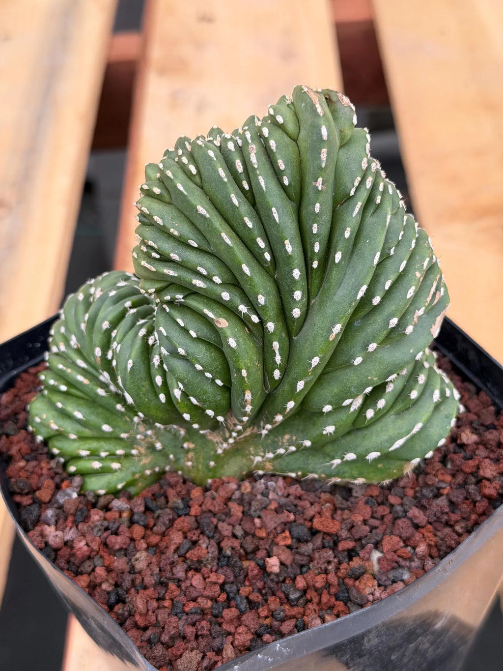 Crested Mexican Fence Post Cactus | Live Rare Plant #733