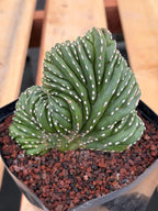 Crested Mexican Fence Post Cactus | Live Rare Plant #733
