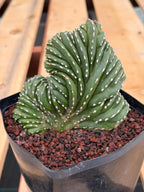Crested Mexican Fence Post Cactus | Live Rare Plant #733