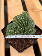 Crested Mexican Fence Post Cactus | Live Rare Plant #733