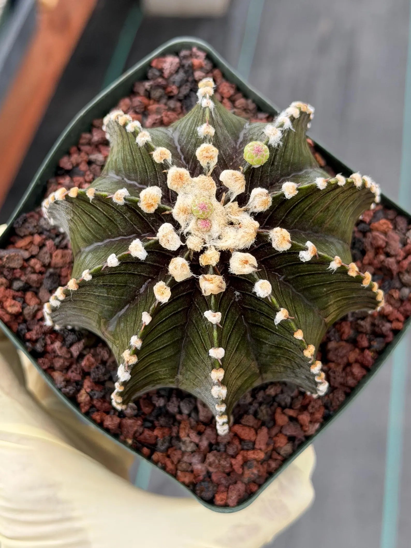 Gymnocalycium VOS1241 Rare Live Cactus #764