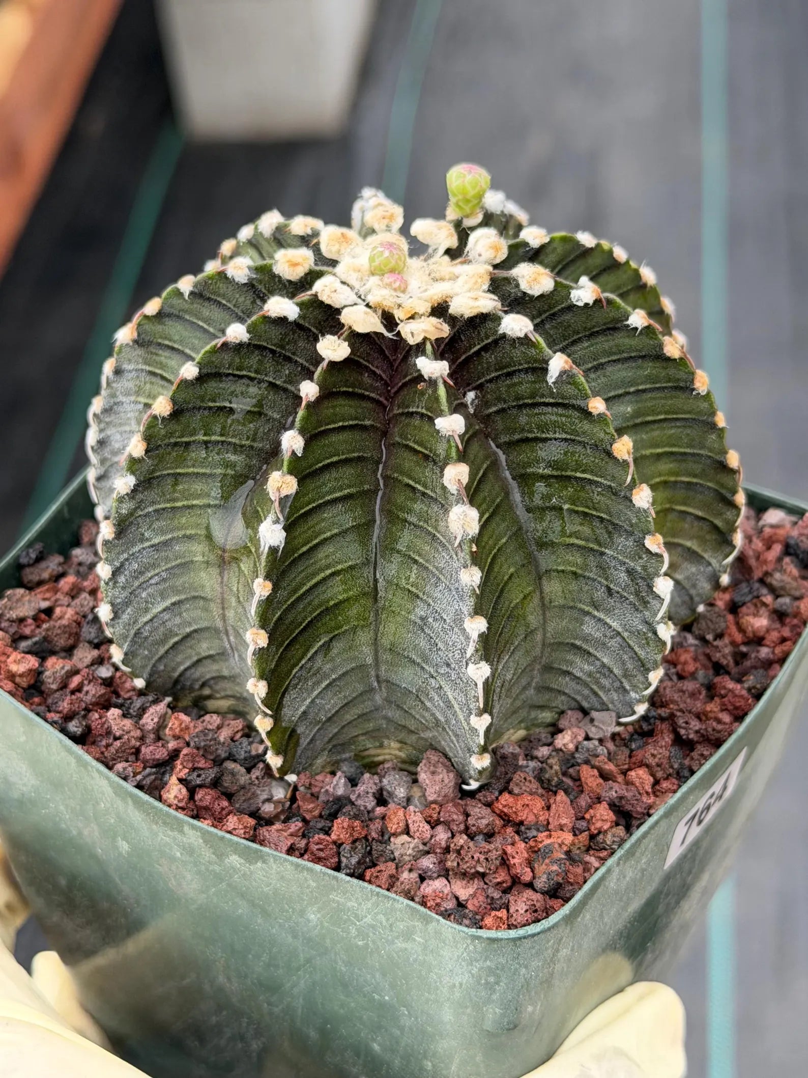Gymnocalycium VOS1241 Rare Live Cactus #764