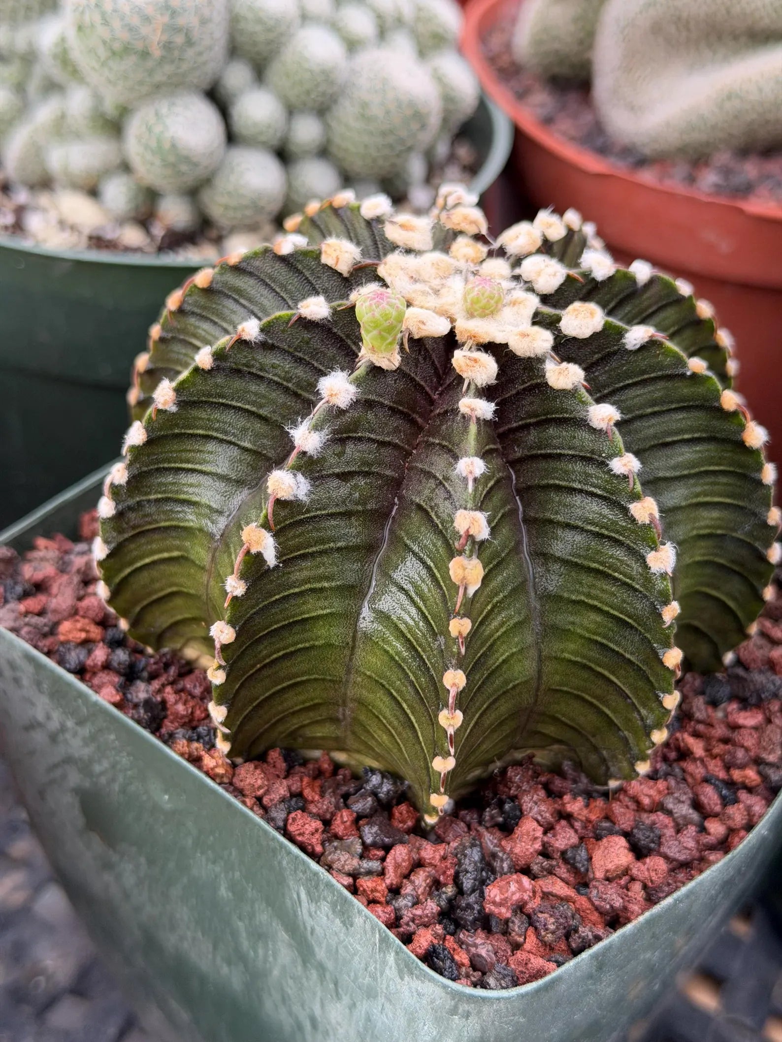 Gymnocalycium VOS1241 Rare Live Cactus #764