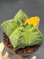 Variegated Astrophytum Myriostigma | Rare Live Collector Cactus #840