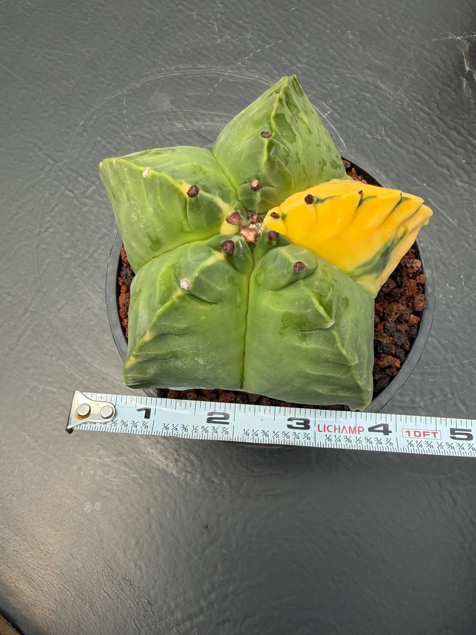 Variegated Astrophytum Myriostigma | Rare Live Collector Cactus #840