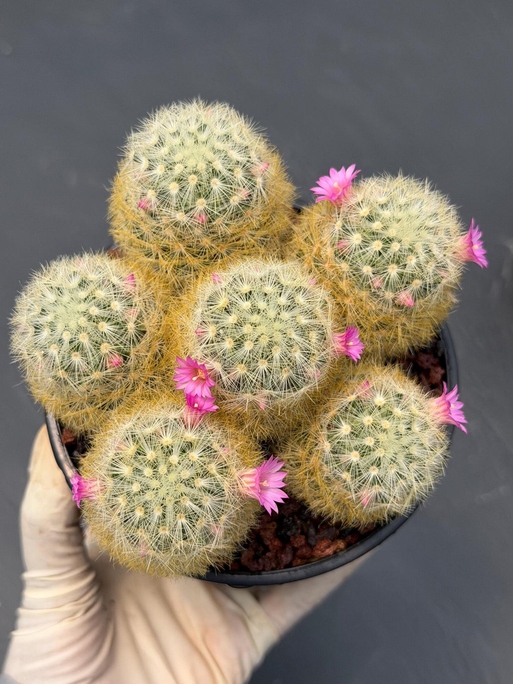 Mammillaria Carmenae Cluster Cactus – Pink Flowers Live Plant #839