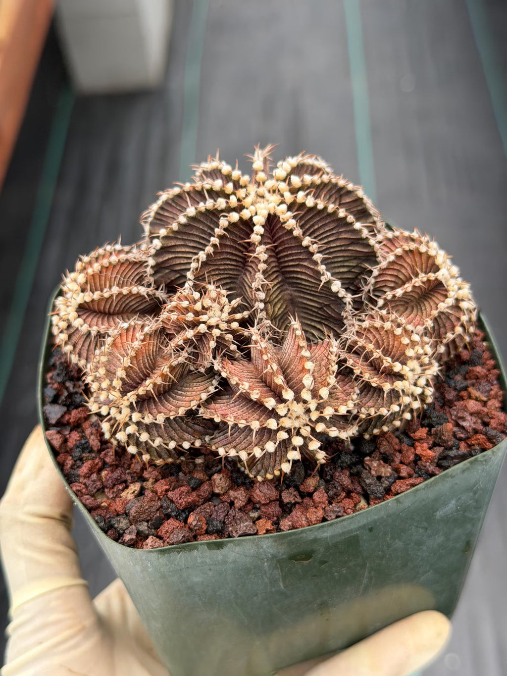 Gymnocalycium R9001 Cluster Rare Live Cactus – Beautiful Collector Plant #316