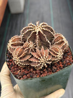 Gymnocalycium R9001 Cluster Rare Live Cactus – Beautiful Collector Plant #316