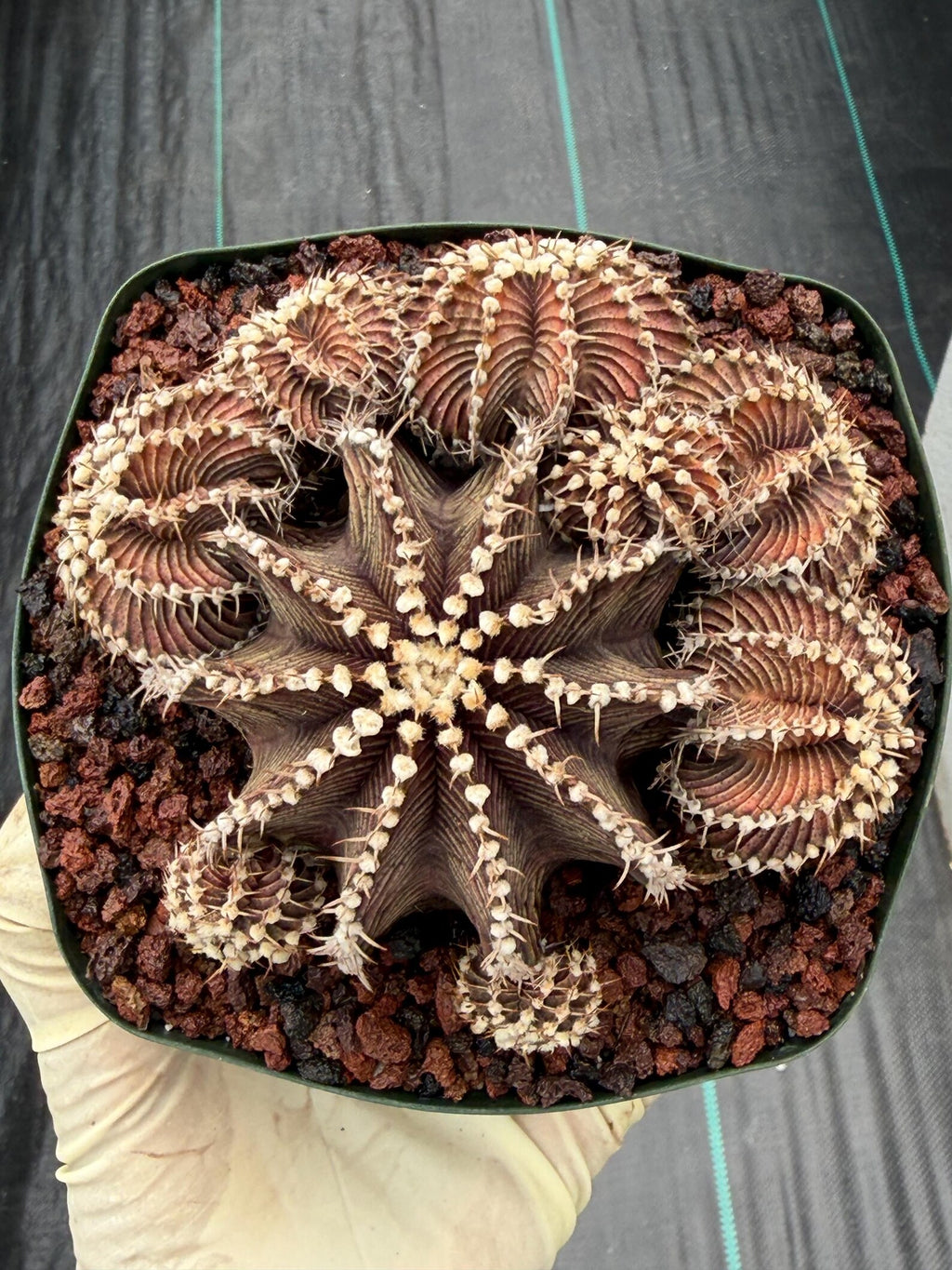 Gymnocalycium R9001 Cluster Rare Live Cactus – Beautiful Collector Plant #316