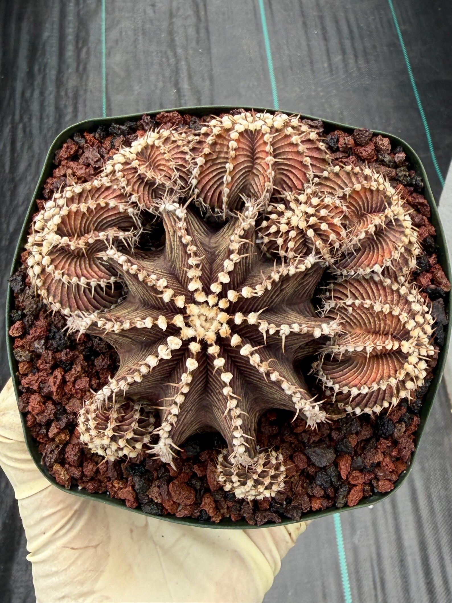 Gymnocalycium R9001 Cluster Rare Live Cactus – Beautiful Collector Plant #316