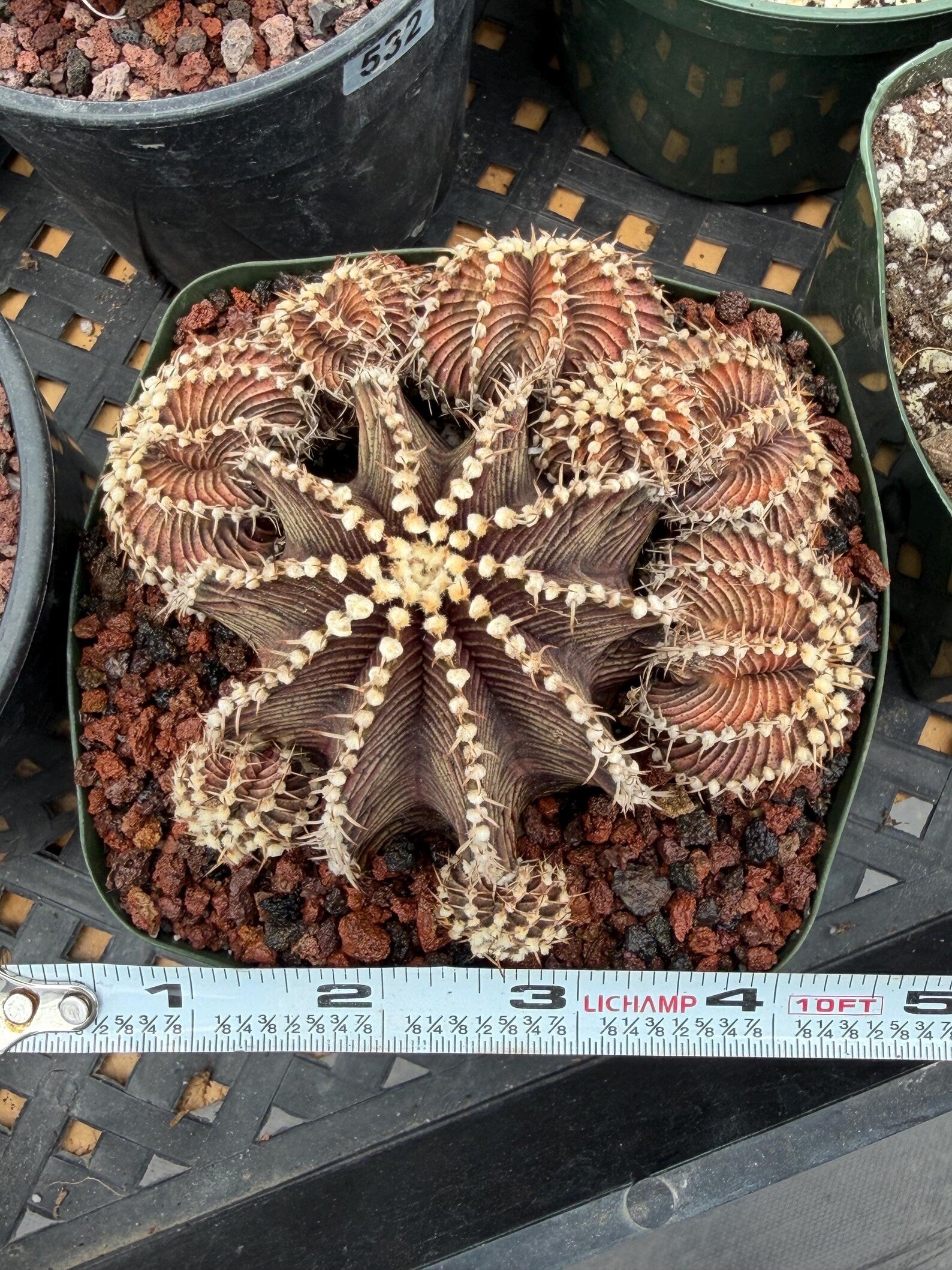 Gymnocalycium R9001 Cluster Rare Live Cactus – Beautiful Collector Plant #316