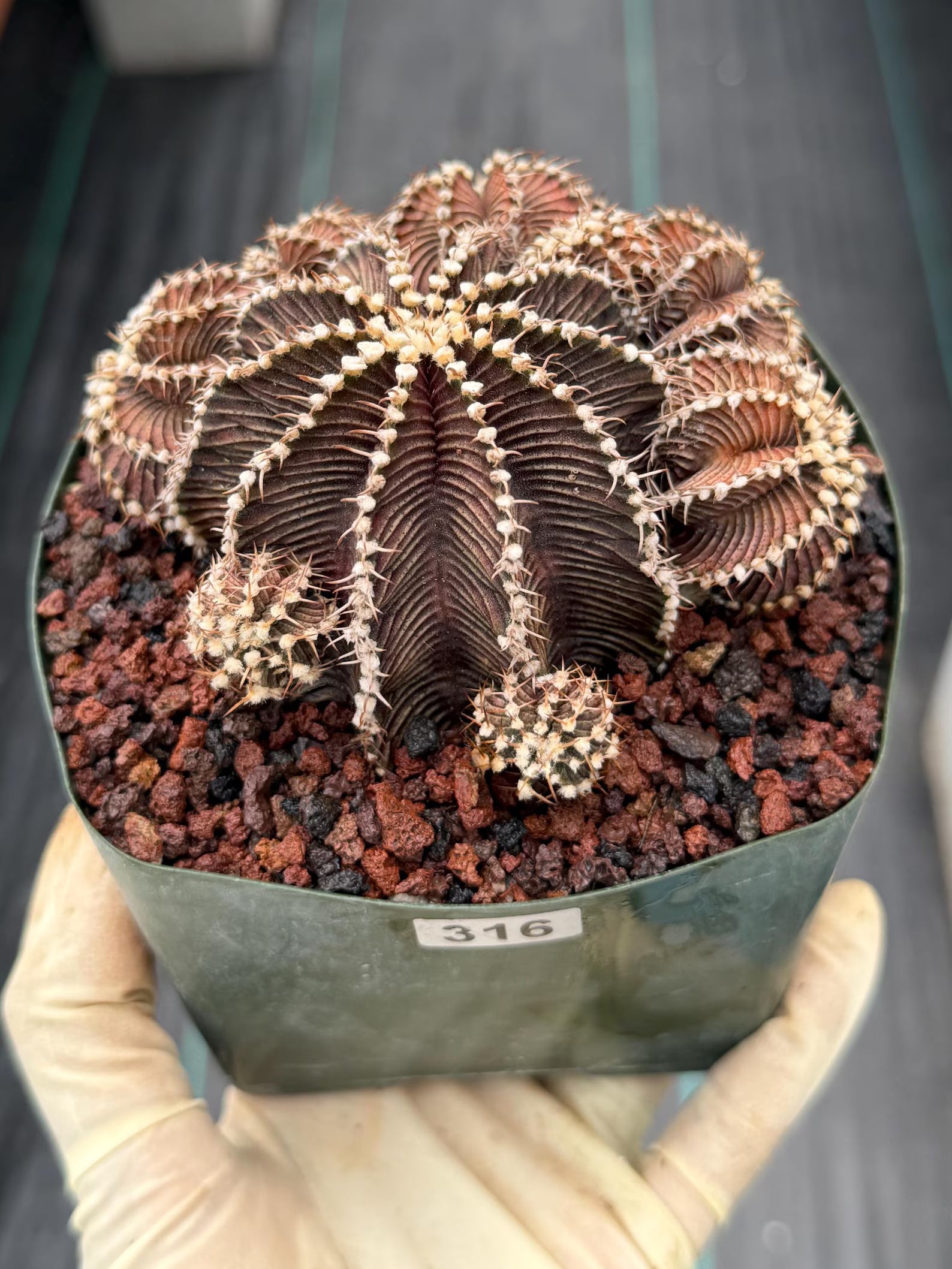 Gymnocalycium R9001 Cluster Rare Live Cactus – Beautiful Collector Plant #316