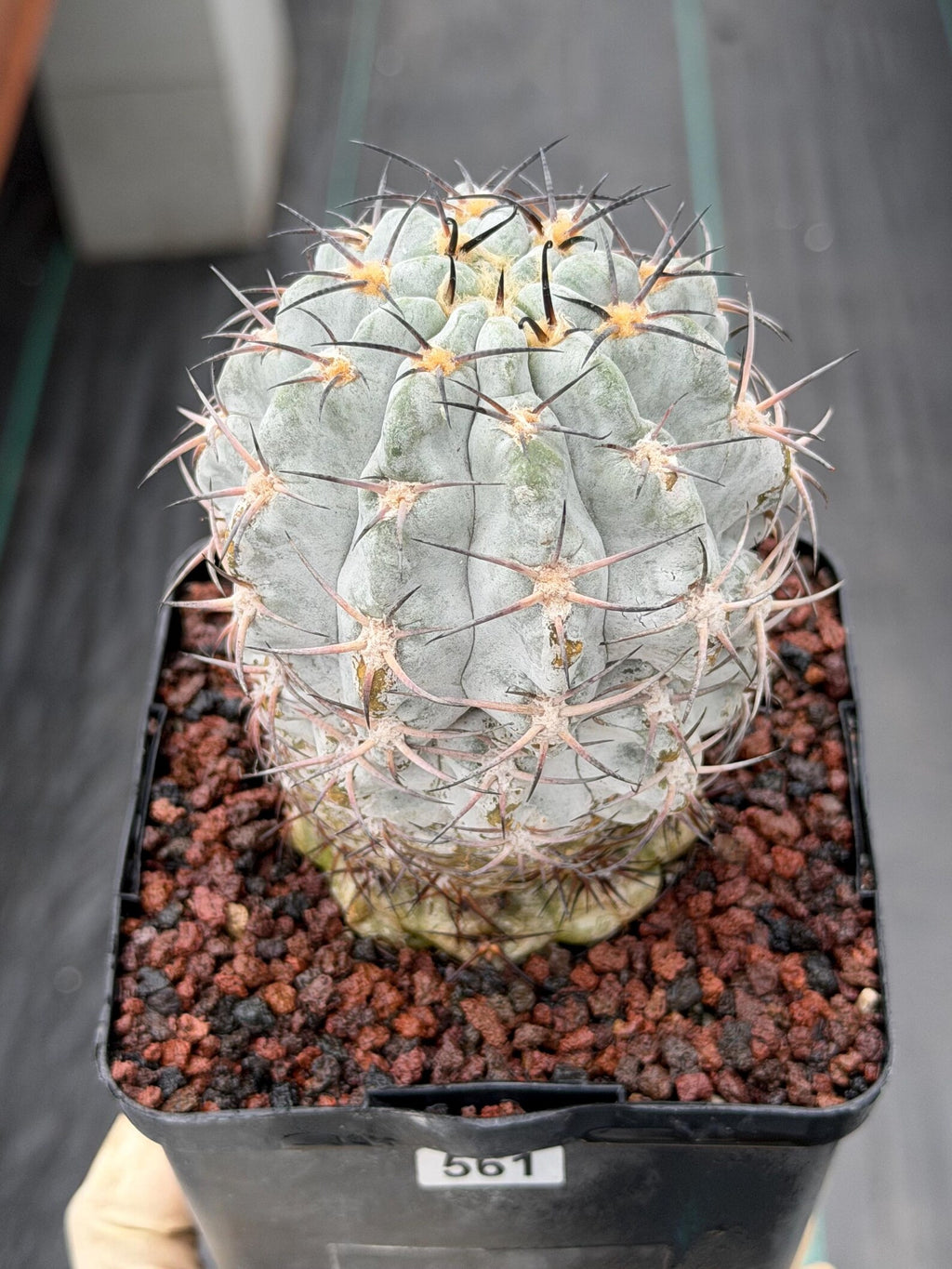 Acanthocalycium Glaucum Crested Cactus | Rare Grafted Specimen #561