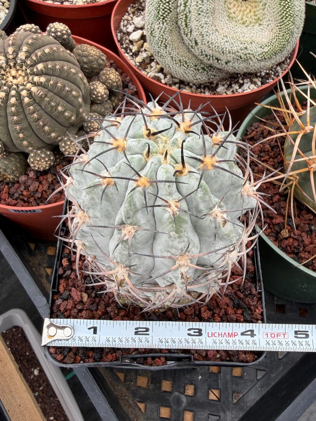 Acanthocalycium Glaucum Crested Cactus | Rare Grafted Specimen #561