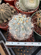 Acanthocalycium Glaucum Crested Cactus | Rare Grafted Specimen #561
