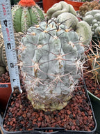 Acanthocalycium Glaucum Crested Cactus | Rare Grafted Specimen #561