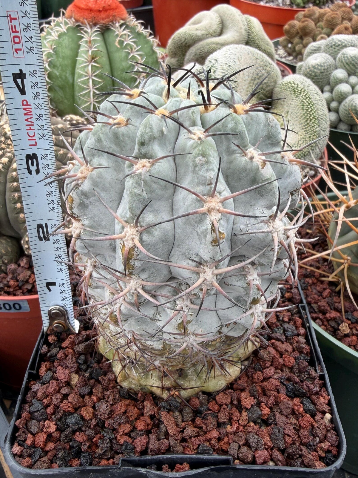 Acanthocalycium Glaucum Crested Cactus | Rare Grafted Specimen #561