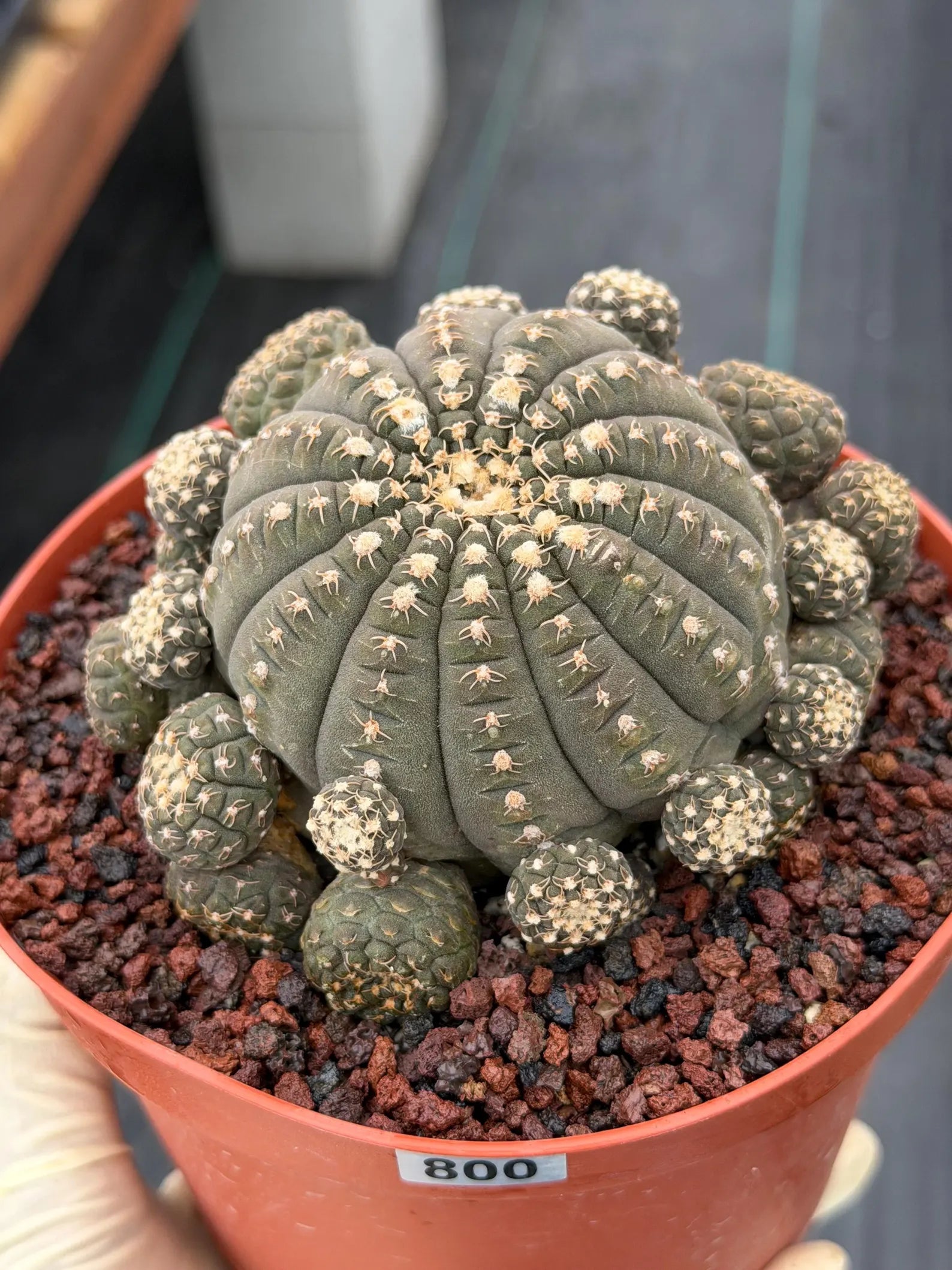 Gymnocalycium Ragonesei Cluster #800 – Rare Seed-Grown UFO Form Collector Cactus