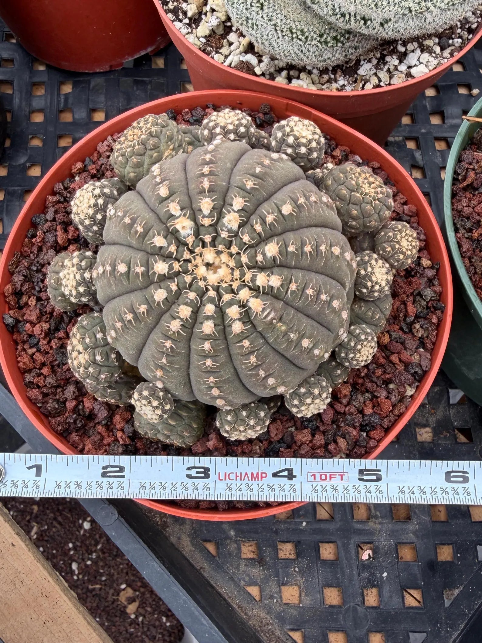 Gymnocalycium Ragonesei Cluster #800 – Rare Seed-Grown UFO Form Collector Cactus