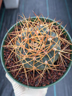 Gymnocalycium Cardenasianum Seed Grown Live Cactus – Rare Spined Collector Plant | 6 Inch Specimen #279