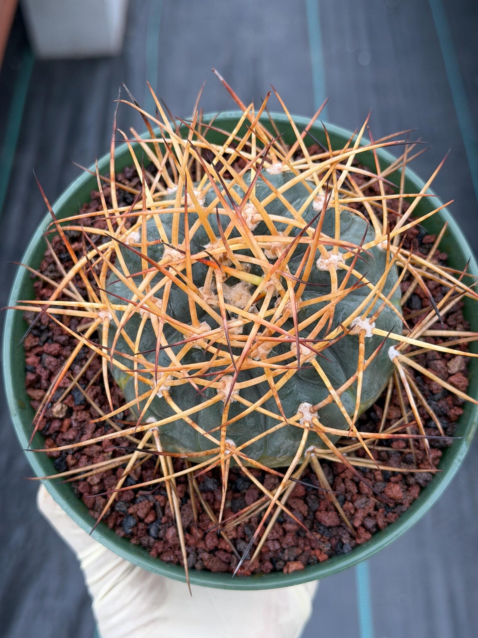 Gymnocalycium Cardenasianum Seed Grown Live Cactus – Rare Spined Collector Plant | 6 Inch Specimen #279