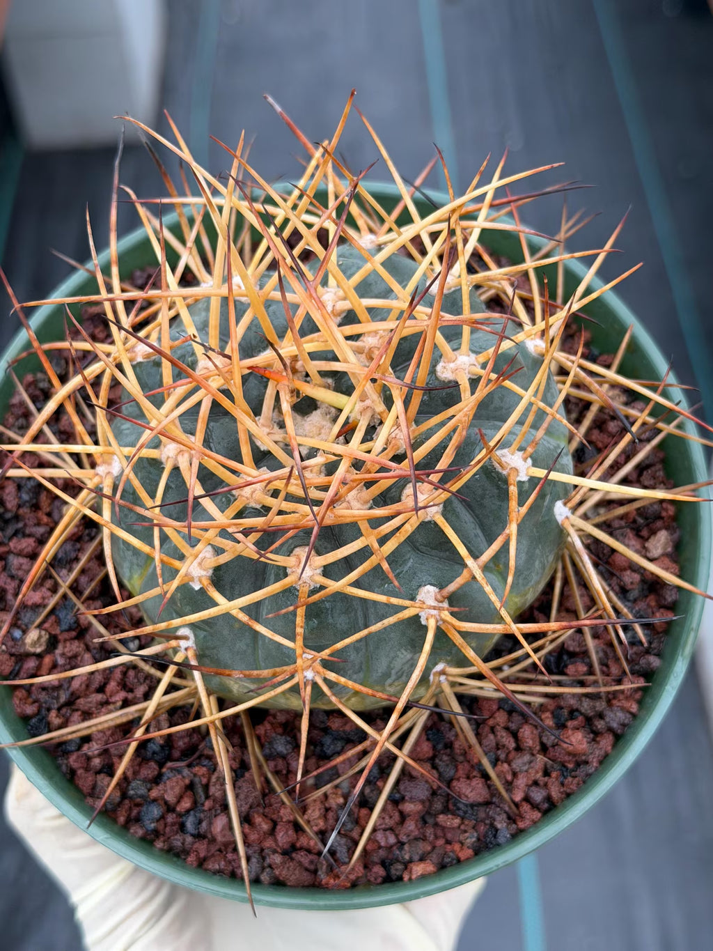 Gymnocalycium Cardenasianum Seed Grown Live Cactus – Rare Spined Collector Plant | 6 Inch Specimen #279